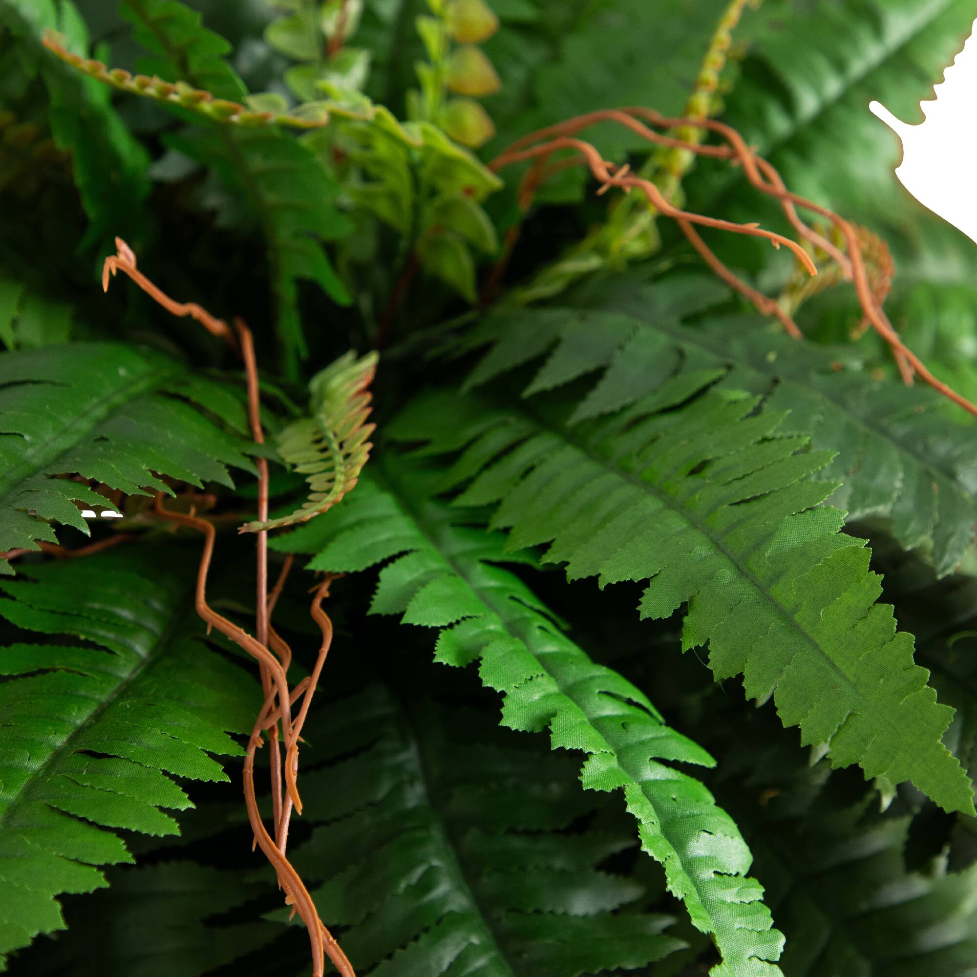 3ft. Boston Fern in Brass Metal Planter with Stand